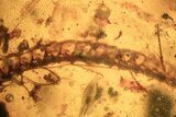 Fossil Reptile Skin and Vertebral Column in Amber - Myanmar #109517-3